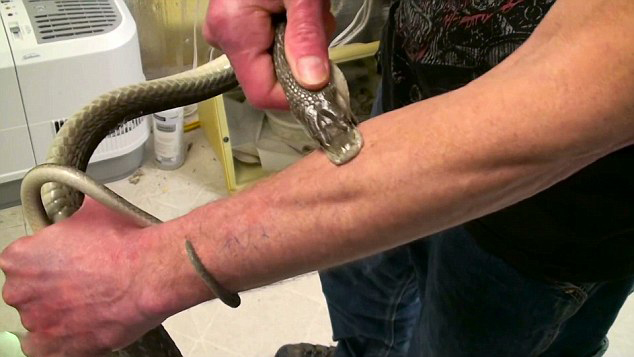 美国一男子对蛇毒免疫以身试毒 16年被咬160次