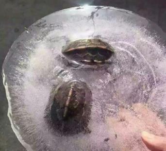 乌龟冻在冰里 (组图)这两只乌龟还活着吗?▏龟