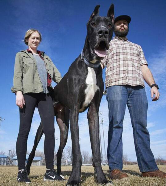 2.1米世界最高狗(组图):300斤重!比拉布拉多犬