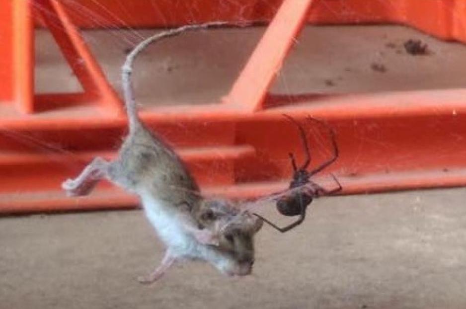 澳洲小蜘蛛大战2米长棕蛇将对方杀死