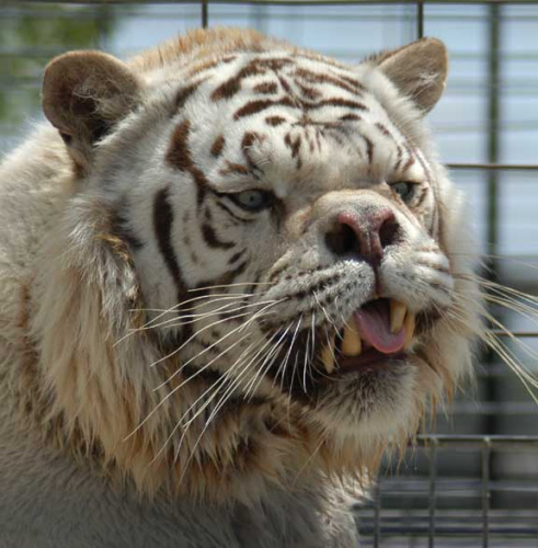 世界最丑老虎 近亲繁殖致短鼻大脸外加斗鸡眼