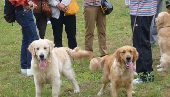  打招呼损失新手机 (图)都是逗狗惹的祸▏新手机