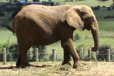  动物园经理被踩死 (组图)盘点动物伤人事件▏饲