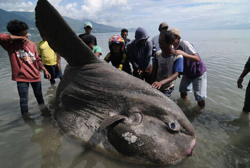  捕获27斤中华鲟 (组图)盘点世界奇特巨怪生物▏