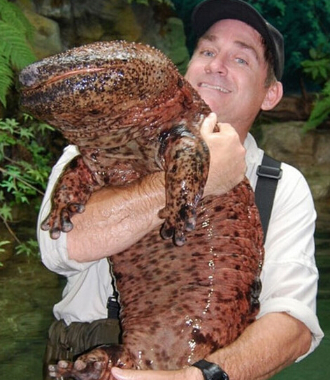  捕获27斤中华鲟 (组图)盘点世界奇特巨怪生物▏