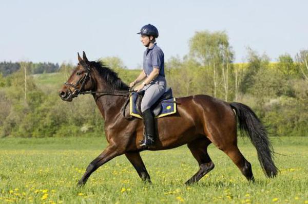 天价马骑1秒1元(组图)重庆天价酸辣粉 网友:天