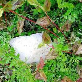  天降冰块引疯抢  四月飞冰咋回事?_扬子晚报网