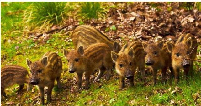  野猪遭核污染变异  攻击属性剧增 日本大量猎杀