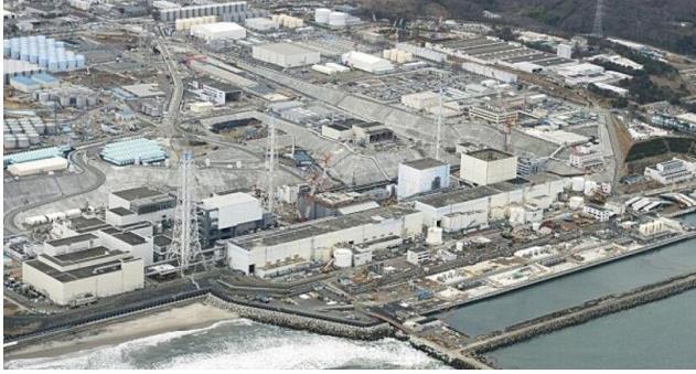  野猪遭核污染变异  攻击属性剧增 日本大量猎杀