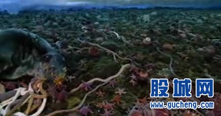 南极洲现冰下湖(组图):巨型蜘蛛,巨虫 南极神奇生物大