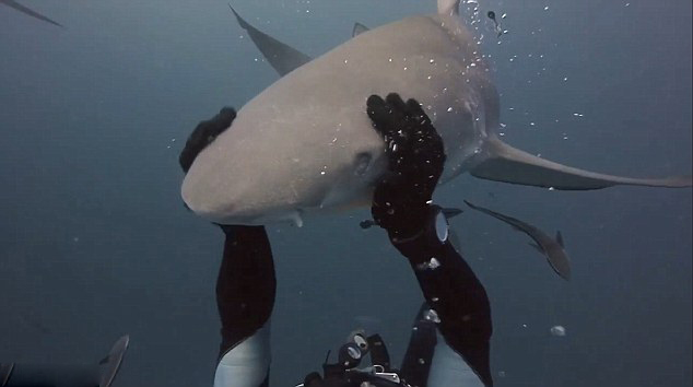 鲨鱼夹的危险之处 0023248155c6189e6a4757.jpg