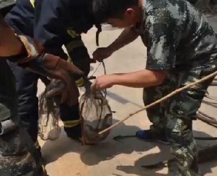 广东两条眼镜蛇拦路交配 吓得路人报警(组图)