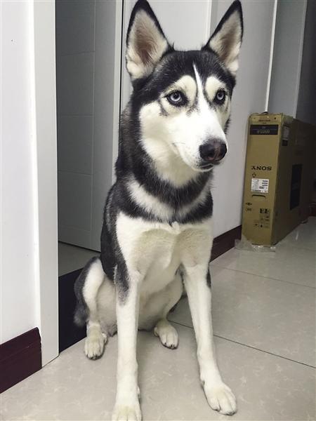  哈士奇失足坠楼 (组图)事件还原:二哈如何一夜成