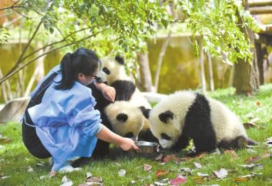 饲养熊猫练出肌肉（图） 网友：为了国宝操碎了心！
