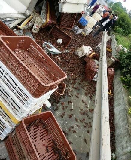  小龙虾翻车遭哄抢 (图) 民警帮忙捡手被夹肿▏小