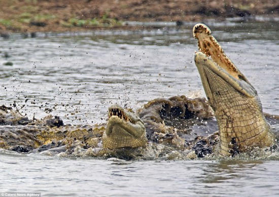 南非鳄鱼活吞整只乌龟（组图） 力破“缩头功”