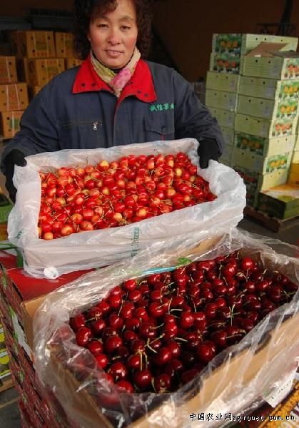  曝青岛现天价樱桃 :1万元一斤(图) 网友:不如去抢