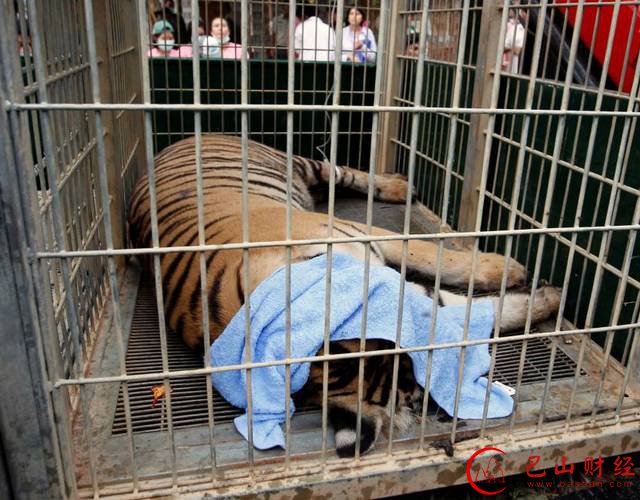 寺庙惊现老虎尸体 泰国寺庙137只活老虎从何而
