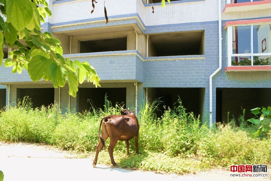 广西来宾百余别墅荒废成放牛场(图) 人去楼空似