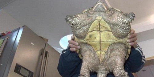 市民捕到巴西鳄龟!专家:杀了它吃它的肉就对了