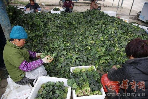 100公斤菠菜只值26元 68岁菜农很寒心！怎么会这样？