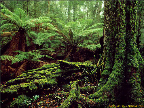 南方网:神秘幽静的热带雨林