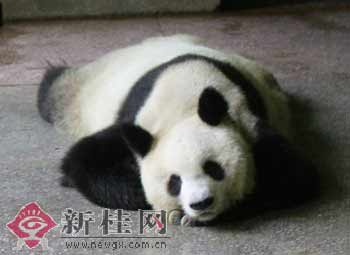 36岁大熊猫寿星美美生命垂危 世界年龄最大:南
