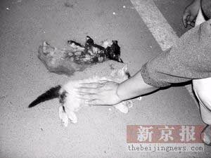北京老太虐猫致死