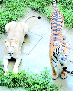 南方网:2002年8月 南京诞生中国首例虎狮兽
