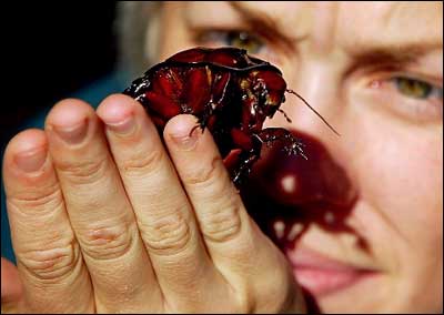 南方网:巨型蟑螂成宠物 br>悉尼展示世界最大的蟑螂