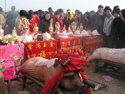 祭祀选三牲:猪,鸡,鱼,图为带花披"衣"的供品猪.