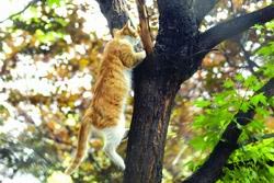 小猫爬上了树 200407210196_421781.jpg
