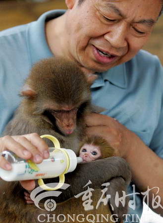 动物园猕猴受惊吓早产饲养人寻人奶喂小猴:南