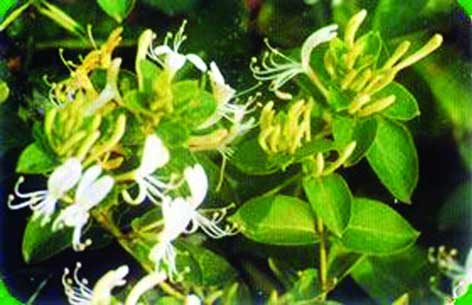 形似药材金银花