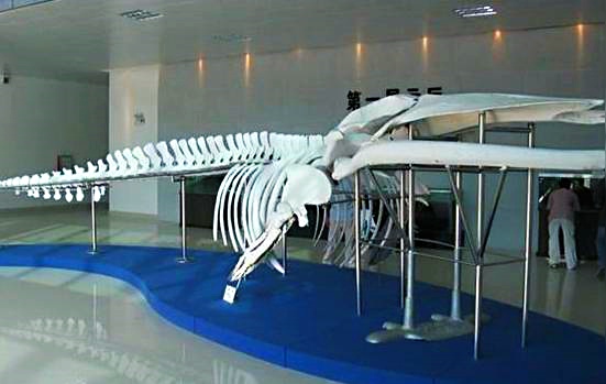 湛江市郊生态风情一日游_旅游景点与线路