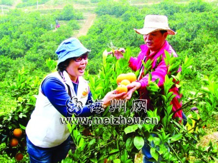 一园两特带动一精引领梅州绿色经济崛起 地市