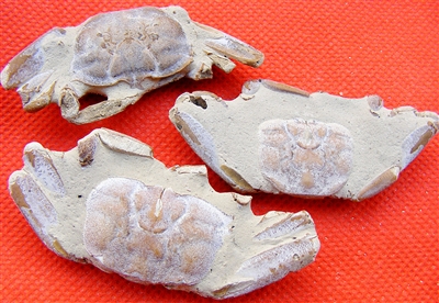 徐闻沿海沙滩发现罕见蟹化石 地市滚动 南方网