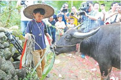 四月八牛王诞 大水牛吃糯米油糍 地市党报纵