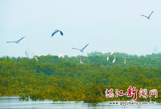 【湛江梦】追赶国内一流城市 守护碧水蓝天 湛