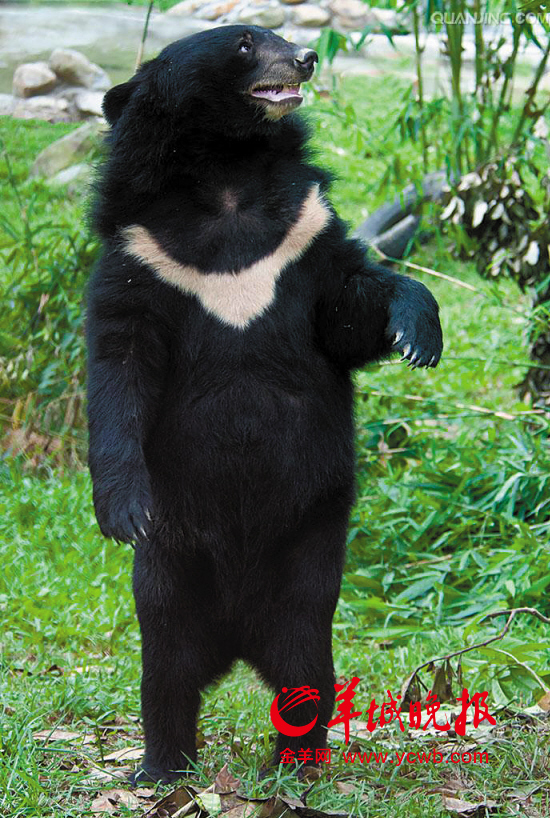 南岭惊现野生黑熊 专家称是只200斤左右的成年熊