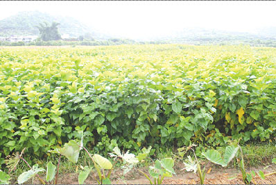 饶平县大力发展生态农业推进新农村建设·地市