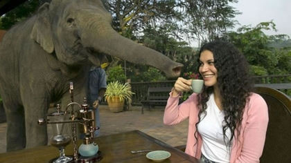 象屎豆成全球最贵咖啡豆 含牛奶花香等丰富气