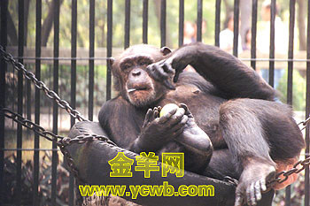 南方网·广东地市新闻:熊猫天天喝骨头粥 动物