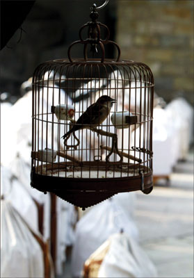 广州市内几大养鸟者聚集地斗鸟赌博之风盛·广