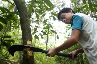 增城一小学开学头件事:学生砍树交柴火 广东地市新闻·南方网