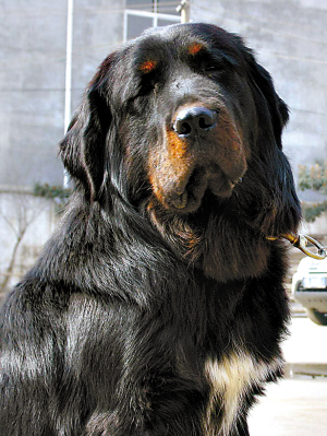 藏獒和狼狗配种照片