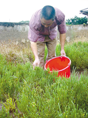 连续降雨之后不排水反浇海水 南澳岛成功引种