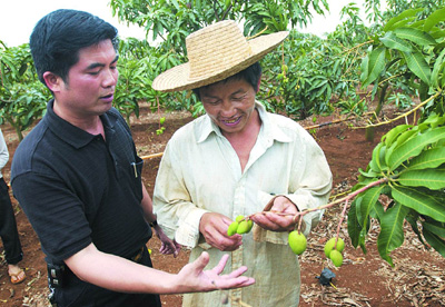 徐闻西连镇书记杨豪走进果园,指导农民种植芒果.(记者 汪良波摄)