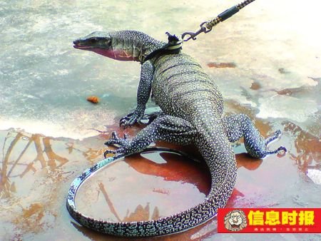 广州玩蛇人激增百倍 毒蛇不拔牙当宠物(图) 广