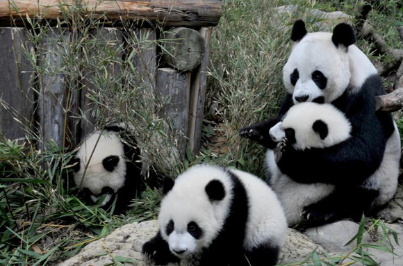 广州长隆大熊猫三胞胎满半岁 为全球首例大熊